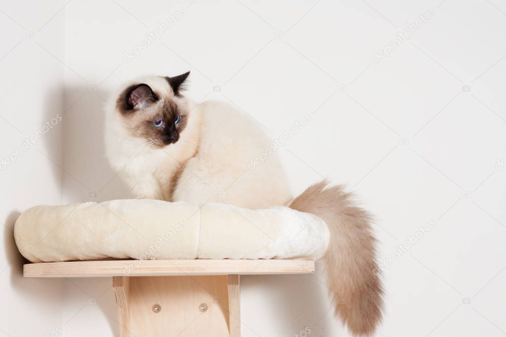 A seal point Birman cat, male with blue eyes is sitting on cat s