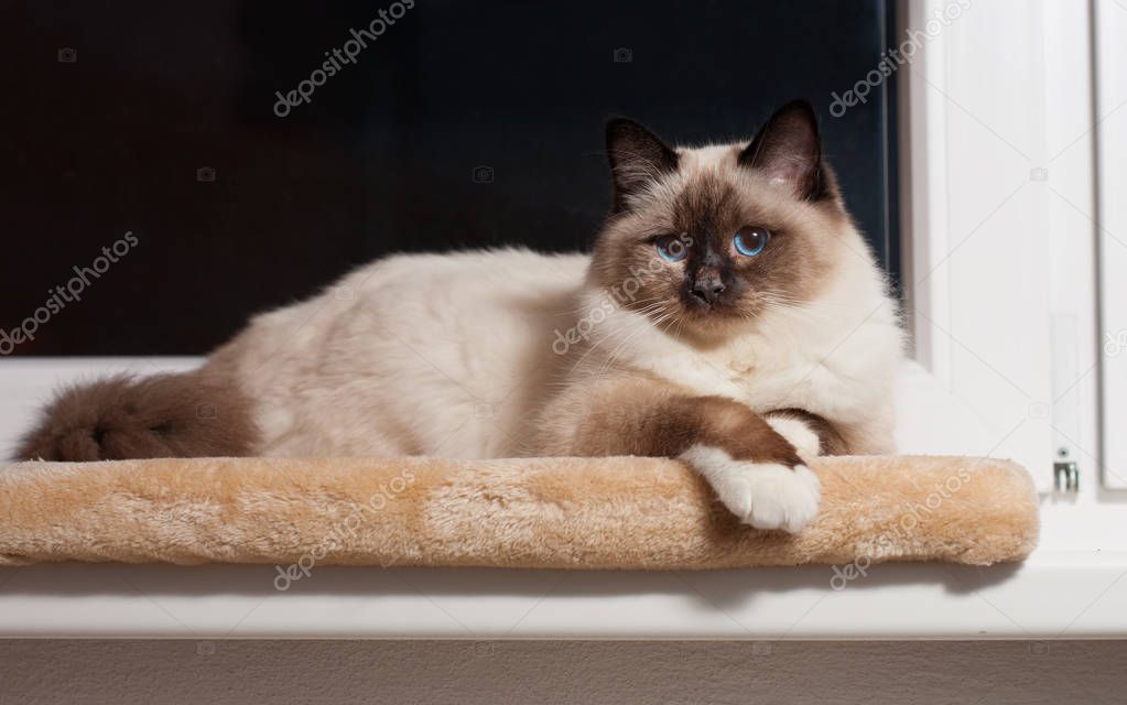 A seal point Birman cat, male sitting on the window sill