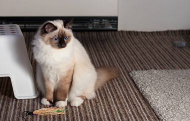 Birman kedisi, mavi gözleri ile erkek araba üzerinde oturan bir mühür işaret