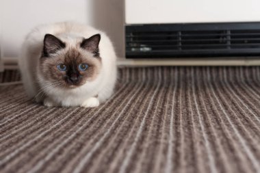 Bir mühür Birman kedisi, mavi gözleri ile erkek halı üzerinde yalan üzerine gelin.