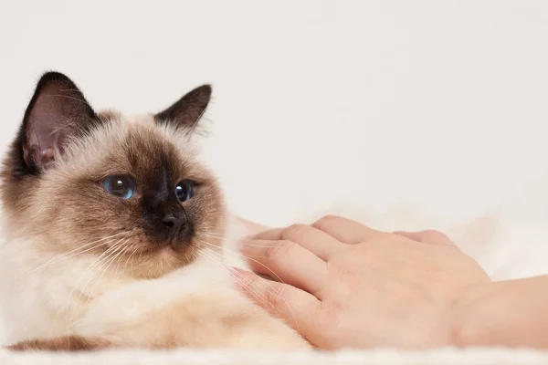 猫猫被女人的手抚摸的封印点 — 图库照片