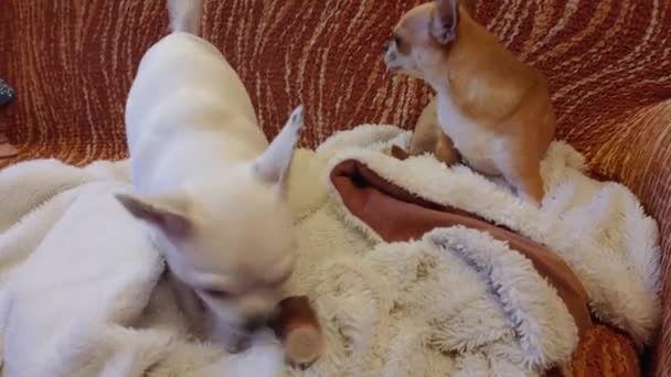 Kanepede Oturan Iki Chihuahua Köpeği Yaşındaki Tarçın Kadın Yaşındaki Beyaz — Stok video