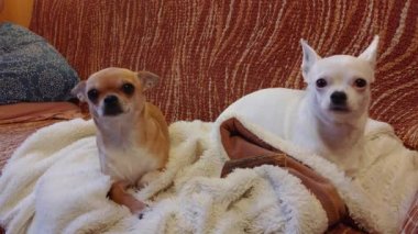 Kanepede oturan iki Chihuahua köpeği, 4 yaşında tarçın kadın ve 7 yaşında beyaz kadın..