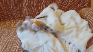 Beyaz Chihuahua, 7 yaşında kadın evinde kanepede oyuncakla oynuyor.