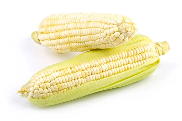 Corn Isolated — Stock Photo, Image