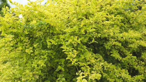 Plant in the garden — Stock Photo, Image