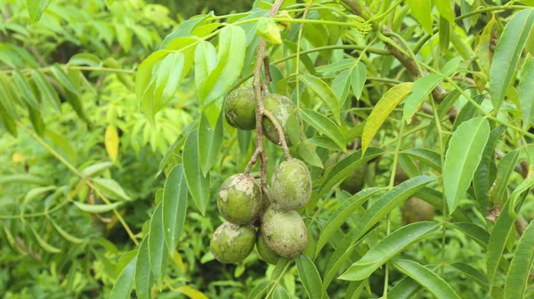 Fruit kedondong dans sa plante — Photo