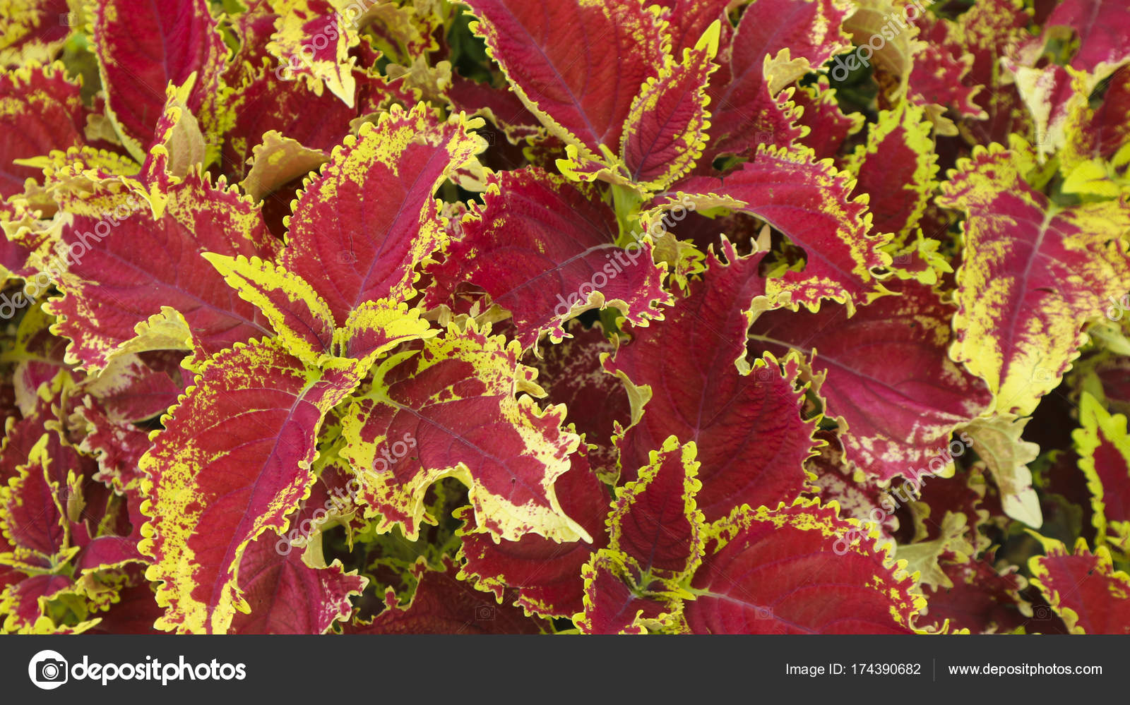 Plante Fleur Rouge Et Jaune De La Feuille Photographie