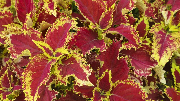红黄叶花植物 — 图库照片