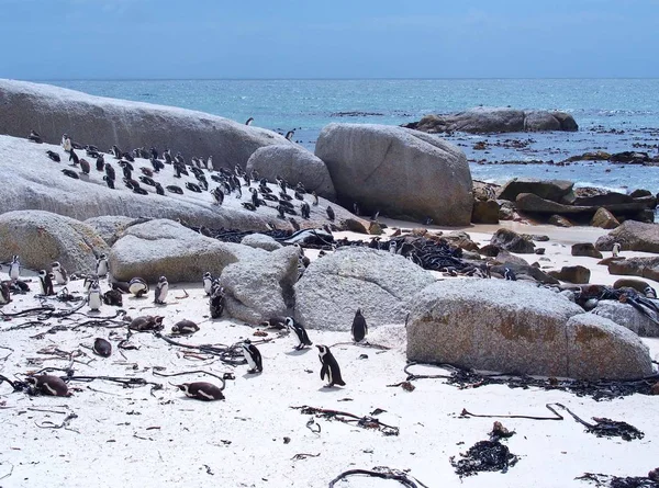 Африканський пінгвіни колонії на пляжі — стокове фото