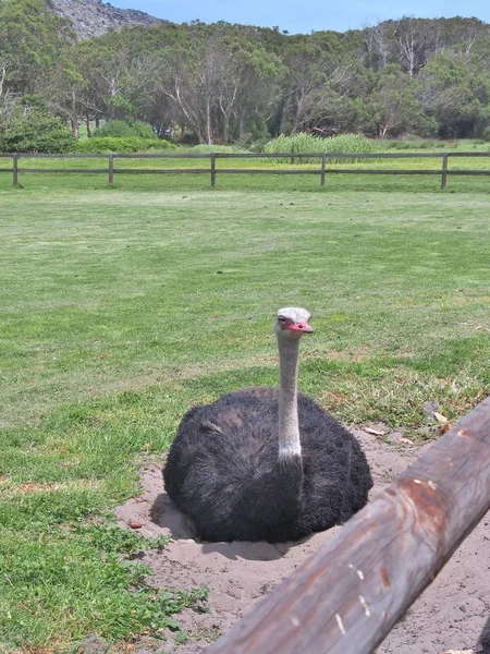 Ostrich is sitting on the ground. — Stock Photo, Image