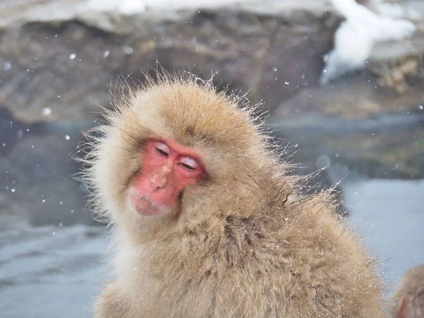 Retrato de un macaco japonés (mono de nieve ) — Foto de Stock