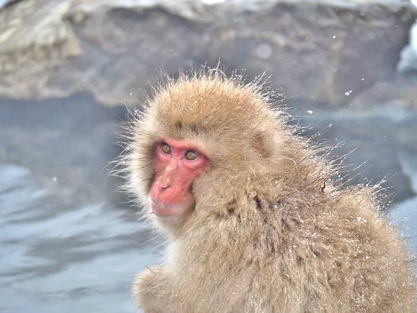 Portrait d'un macaque japonais (singe des neiges) ) — Photo