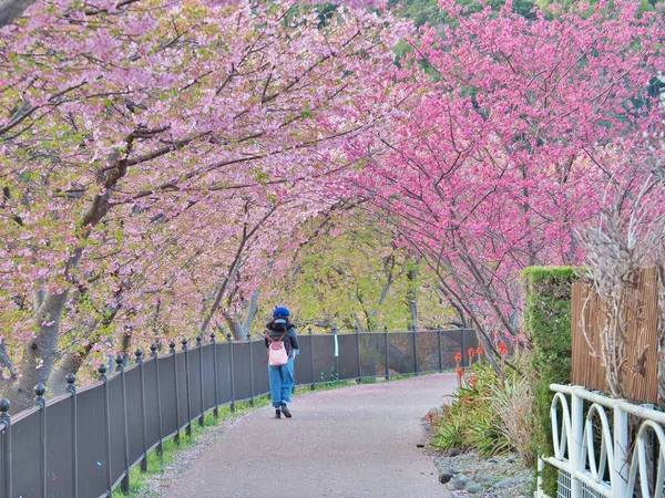 Túnel da flor de cereja em Kawazu, Japão . — Fotografia de Stock