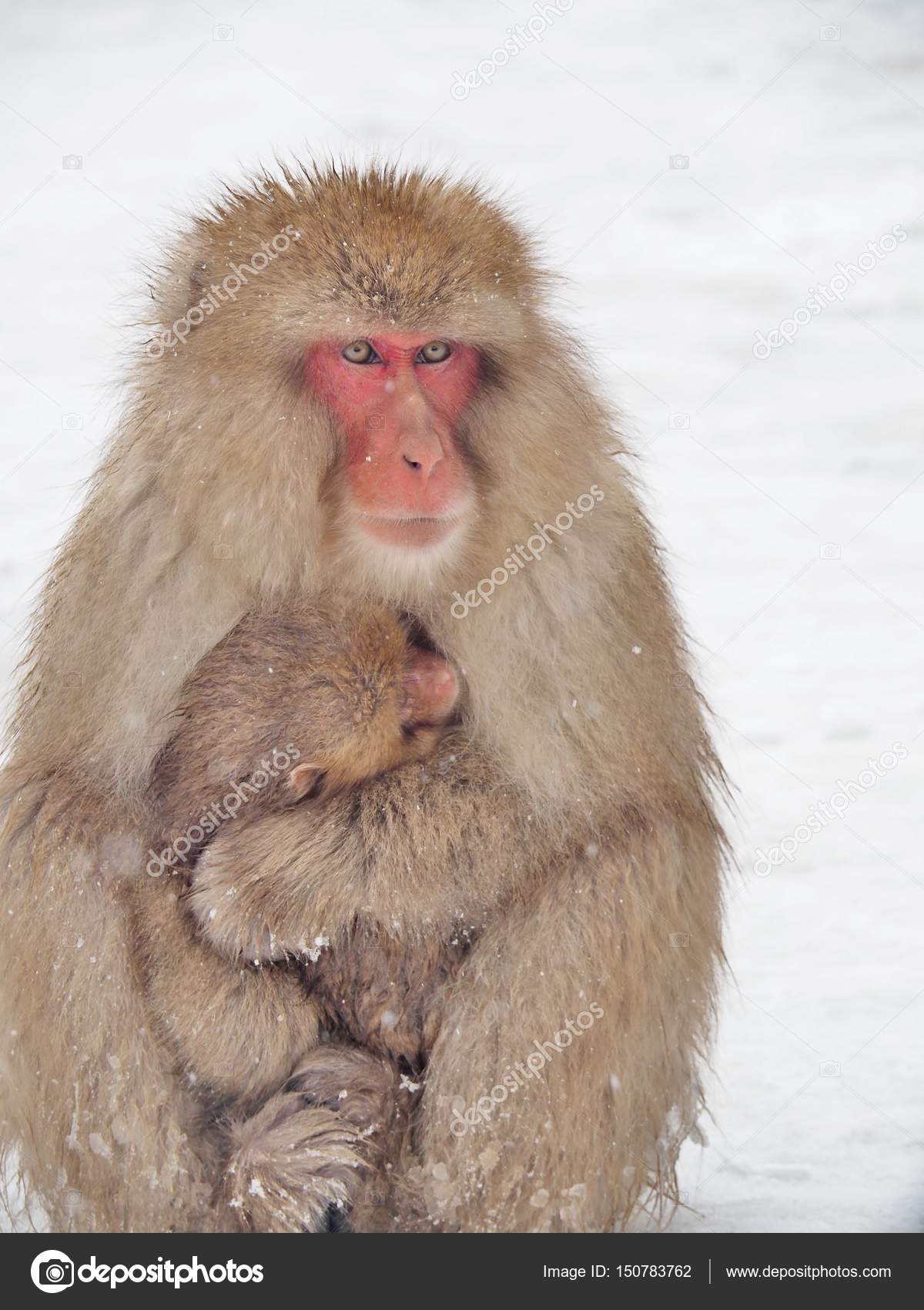 Maman Avec Un Bebe Du Macaque Japonais Singe De Neige Photographie Mrnovel C