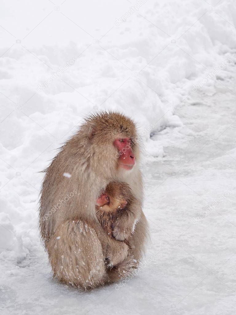 Mother Japanese macaque 'snow monkey' cuddling her baby in the cold
