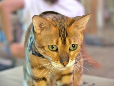 Bengal kedi seyir için bir şey bir kamuflaj Fularlı.