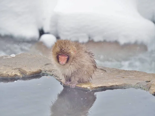 Portrait of Baby Japanese macaque (Snow Monkey) at the edge of the hot spring pool (Onsen) at Jigokudani Monkey Park in Nagano prefecture, Japan. Cute and Nature concept.