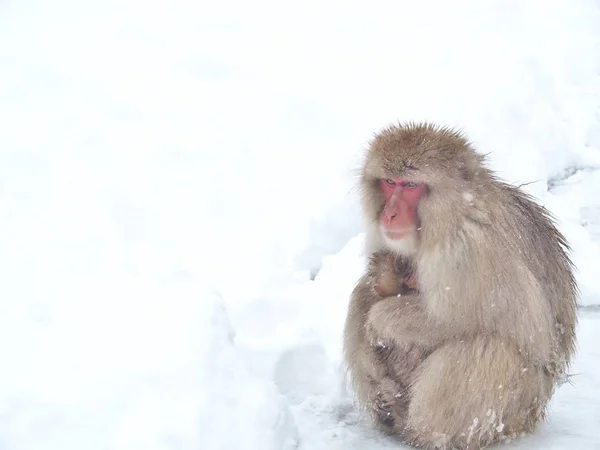 Μητέρα Ιαπωνική Macaque Χιόνι Μαϊμού Αγκαλιά Μωρό Της Και Κάθεται — Φωτογραφία Αρχείου