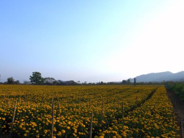 kadife çiçeği tarlası