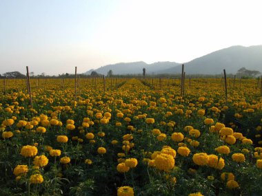 kadife çiçeği tarlası