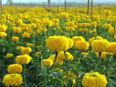 kadife çiçeği tarlası