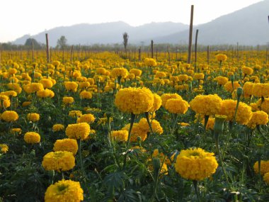 kadife çiçeği tarlası