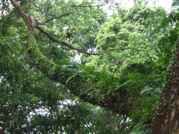 Davallia fern ağacına eklemek