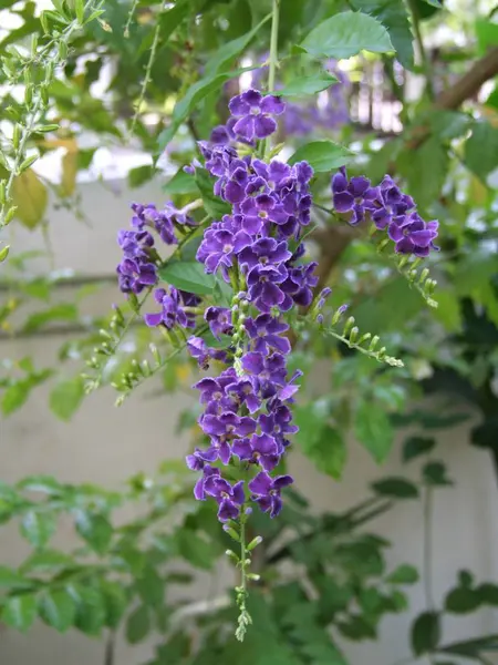 Gyllene dagg-släpp blomma — Stockfoto