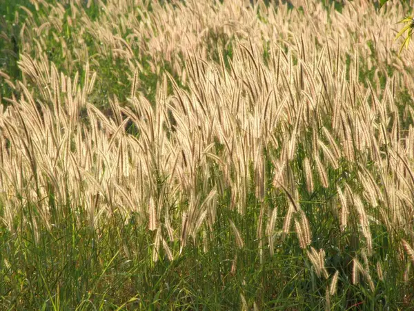 Champs de fleurs d'herbe — Photo