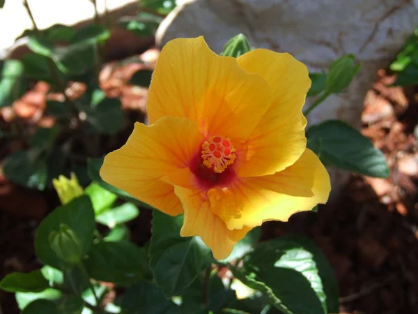 Hibiscus blomma i trädgården — Stockfoto