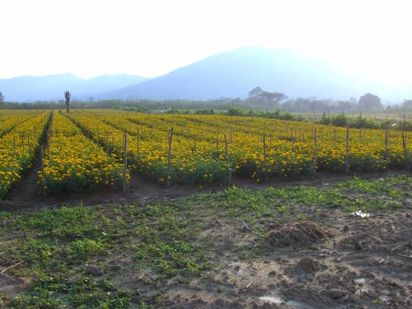 kadife çiçeği tarlası