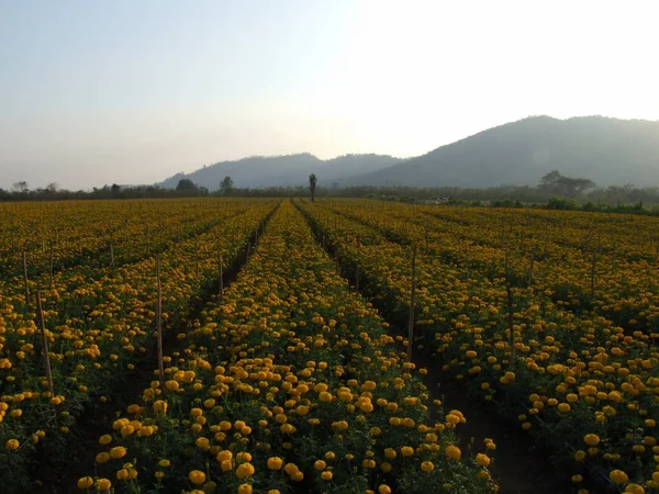 Campo de flores de calêndula — Fotografia de Stock