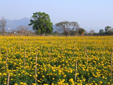 kadife çiçeği tarlası