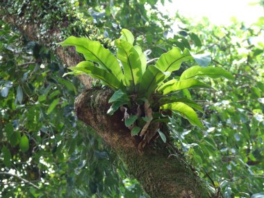 Asplenium nidus eğreltiotu