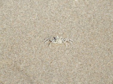 Küçük Hayalet yengeci