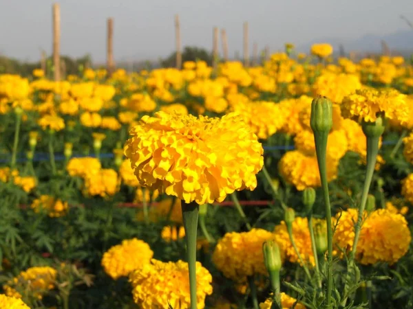 Campo de flores de caléndula — Foto de Stock