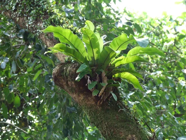 Asplenium nidus páfrány — Stock Fotó