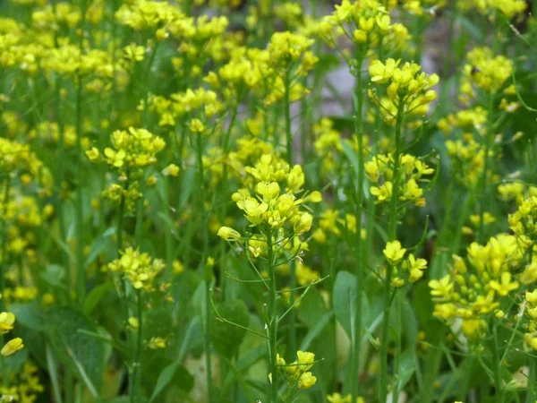 Cantonese flower in garden — Stock Photo, Image