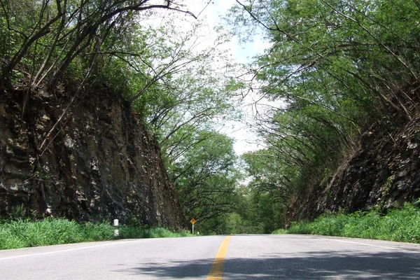 Estrada sob túnel de árvore — Fotografia de Stock