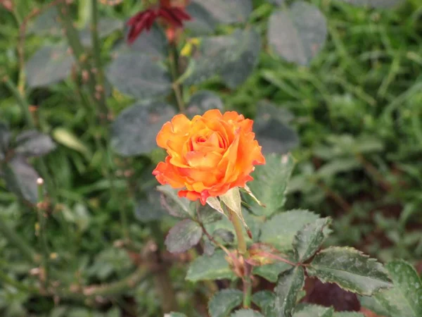 Rose flower in garden — Stock Photo, Image