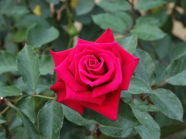 Rose flower in garden — Stock Photo, Image