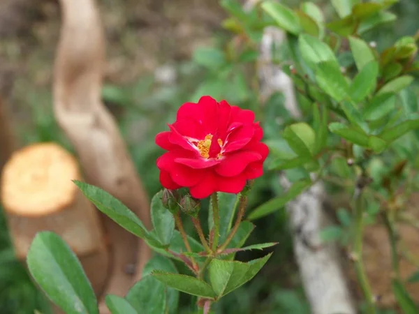 Rose blomma i trädgården — Stockfoto