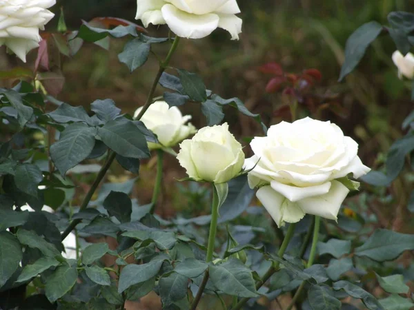 Rose flower in garden — Stock Photo, Image