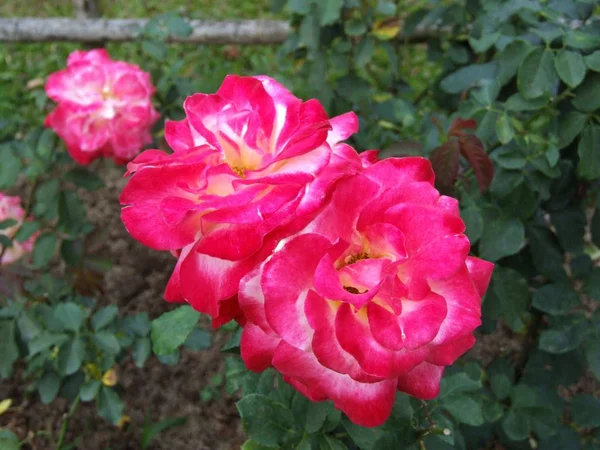 Rose flower in garden — Stock Photo, Image