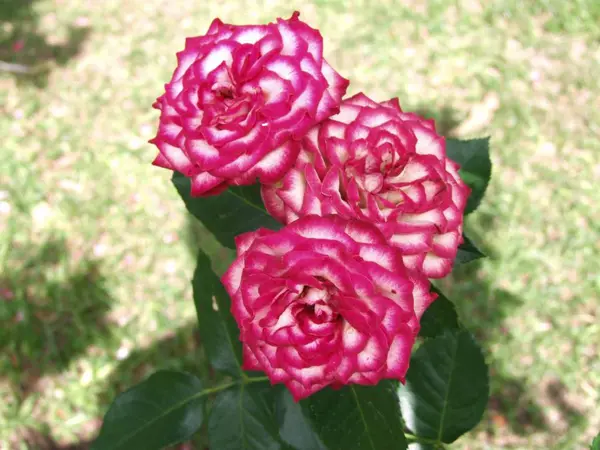 Flor de rosa no jardim — Fotografia de Stock