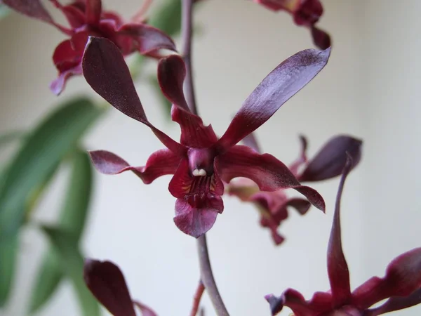 Flor de orquídea selvagem no jardim — Fotografia de Stock