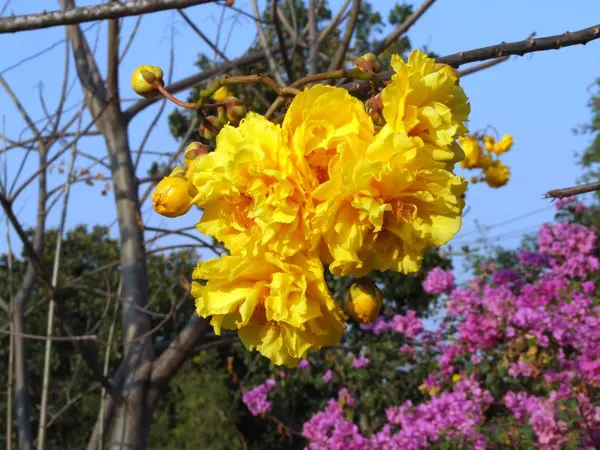 Žluté bavlněné hedvábí květina — Stock fotografie