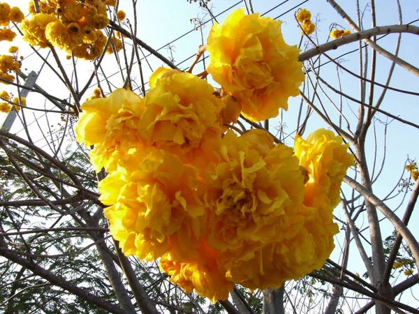 Kwiat żółty bawełna jedwab — Zdjęcie stockowe