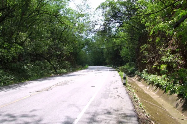 Estrada sob túnel de árvore — Fotografia de Stock